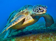 Save the Sea Turtle Fund
