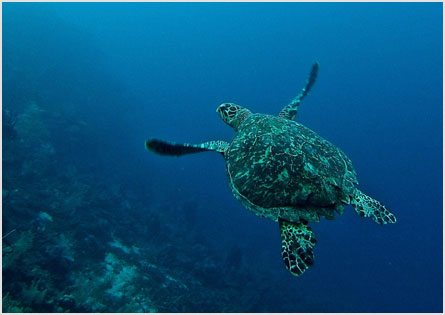 Sea Turtle Conservation