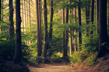 FSC certified wood source