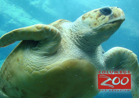 Caretta Caretta Sea Turtle